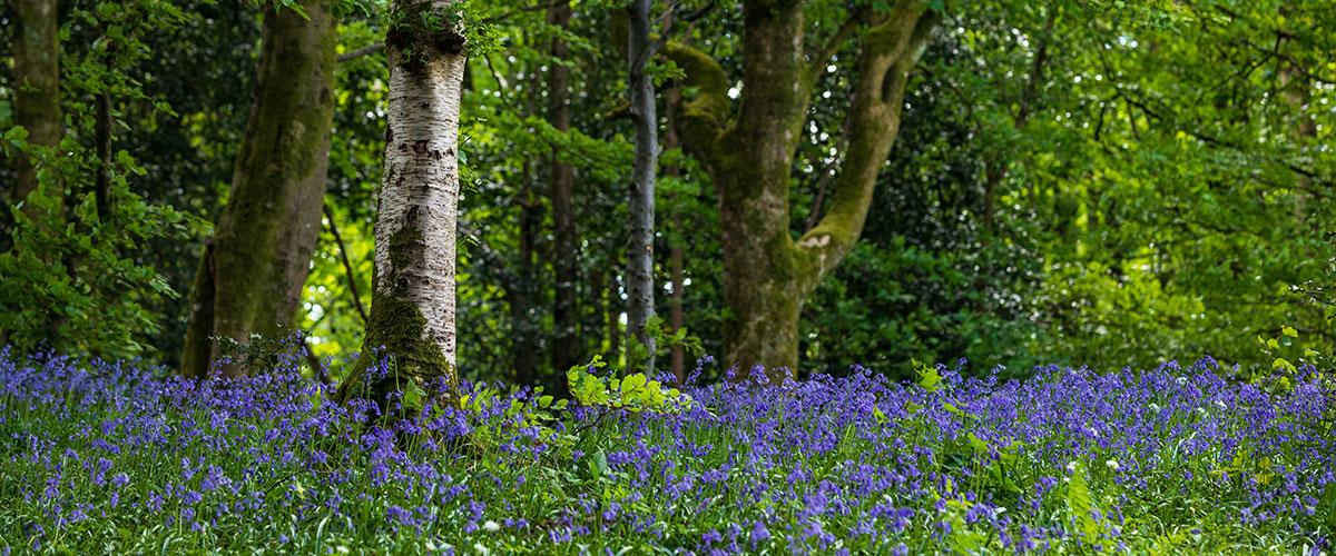 Seasonal colour - Akay Wood, near Sedbergh