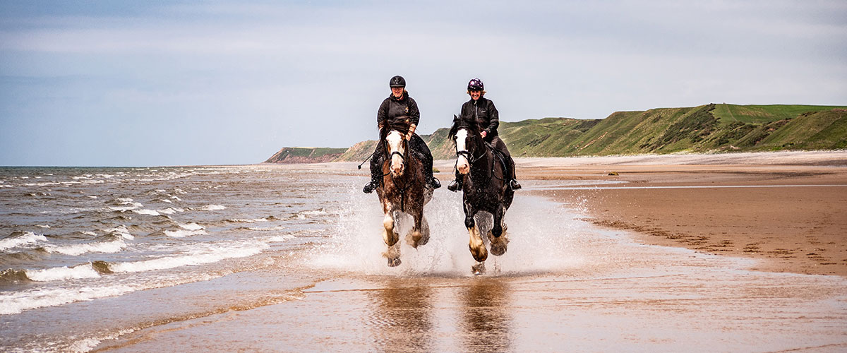 Cumbrian Heavy Horses