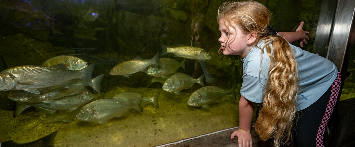 Lake District Coast Aquarium, Maryport