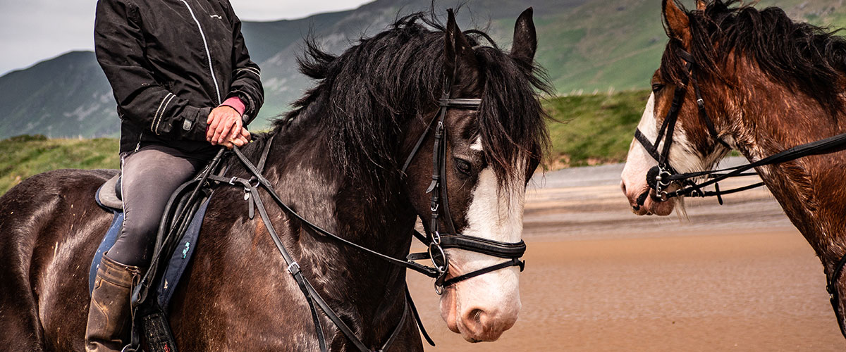 Cumbrian Heavy Horses