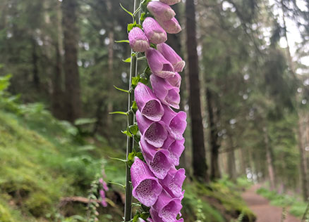 Flowers along the trails at Whinlatter Forest