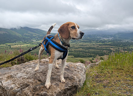 Amanda M's dog, Hugo, posing at Whinlatter Forest