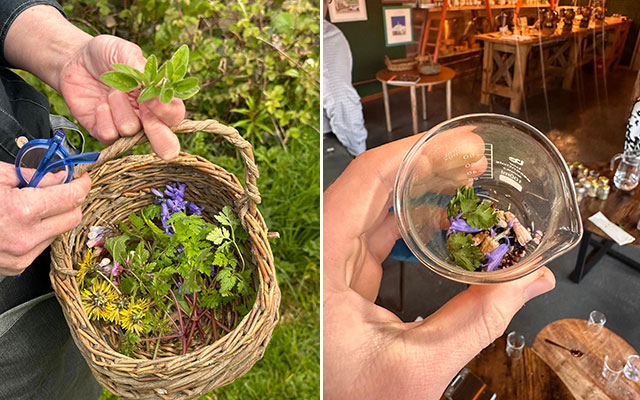 Gathering a special selection of botanicals for our new spirit