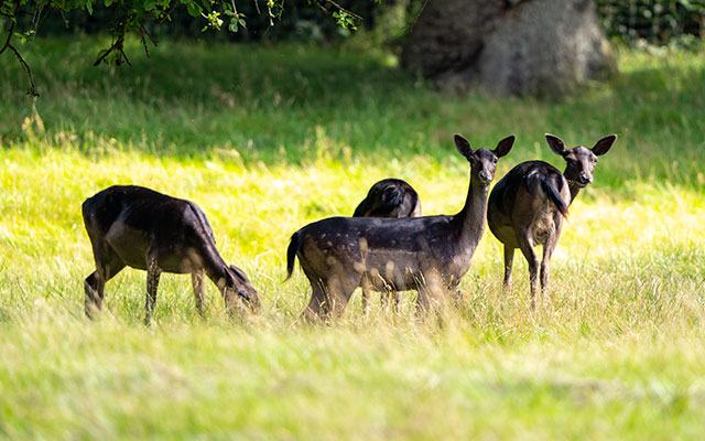 Deer at Levens Park