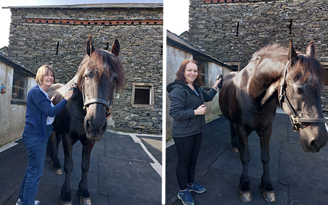 Meeting our horse companion at The Fresian Experience