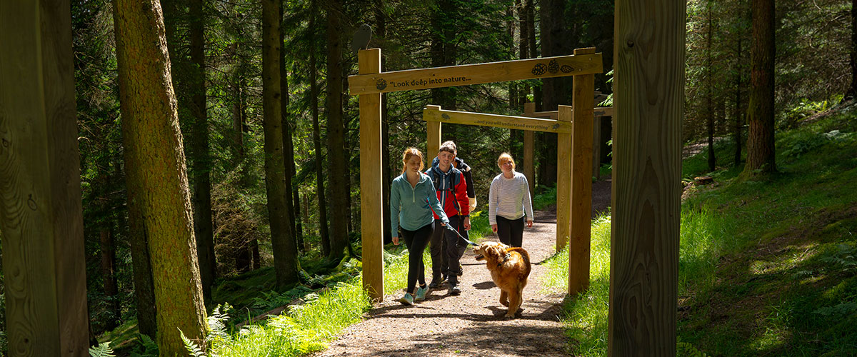 Friends walking in Whinlatter forest.